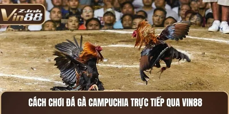 Cách chơi đá gà Campuchia trực tiếp qua Vin88 Cách chơi đá gà Campuchia trực tiếp qua Vin88