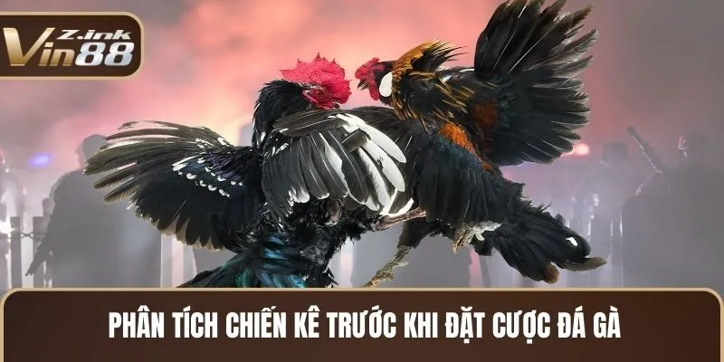Phân tích chiến kê trước khi đặt cược đá gà