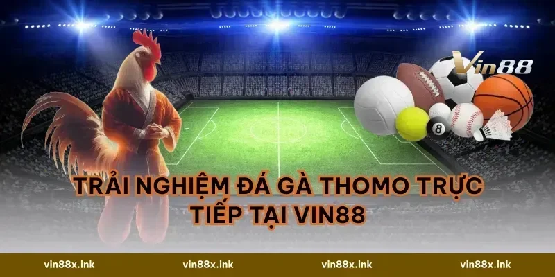 Trải nghiệm đá gà Thomo trực tiếp tại VIN88